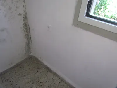 Dark mold spots climbing a white wall corner beside a window