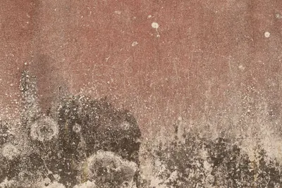 Dark mold and damp stains along the lower part of a plastered wall